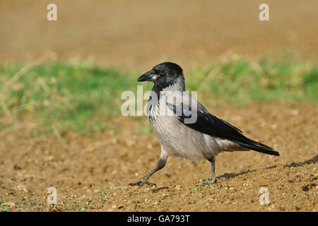 Nebelkraehe, Corvus corone cornix, Carrion Crow Stock Photo