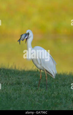 Silberreiher (Casmerodius albus) Great Egret Stock Photo