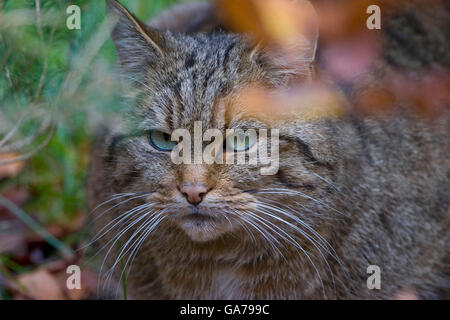 Wildkatze (Felis silvestris) wild cat Stock Photo