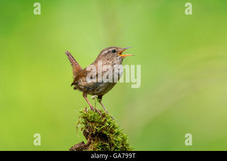 Zaunkoenig (Troglodytes troglodytes) Wren Stock Photo