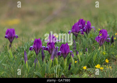 Zwergschwertlilie (Iris pumila) iris flower Stock Photo