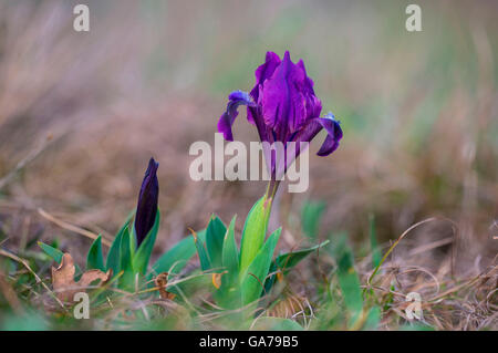 Zwergschwertlilie (Iris pumila) iris flower Stock Photo