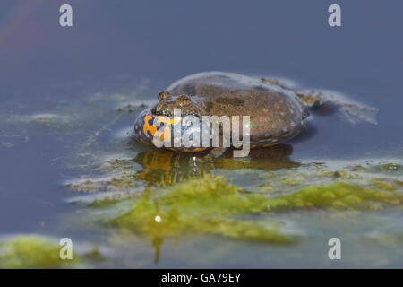 Yellow-bellied Toad (Bombina variegata) Stock Photo