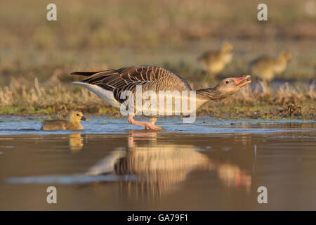 Greylag Goose with gosling (Anser anser) Stock Photo