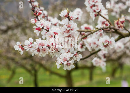 Apricot trees in Wachau (Austria) Stock Photo