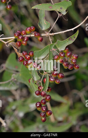 Common Smilax or Rough Bindweed - Smilax aspera Red Berries Stock Photo