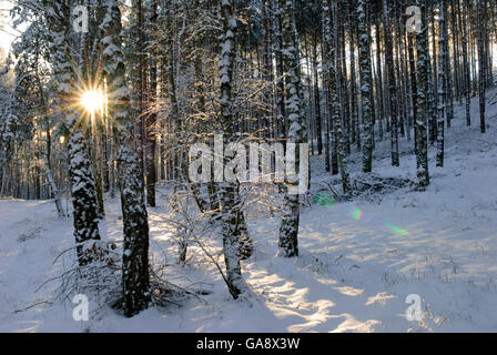 Silver birch (Betula pendula) and Scots pine (Pinus sylvestris) trunks in snow, Muritz-National Park, Germany, January. Stock Photo