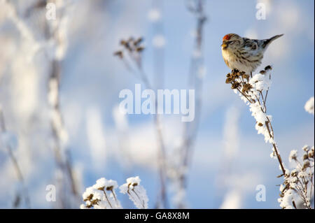 Arctic Redpoll (Carduelis hornemanni) perched on frosty plant,  Finland.  February. Stock Photo