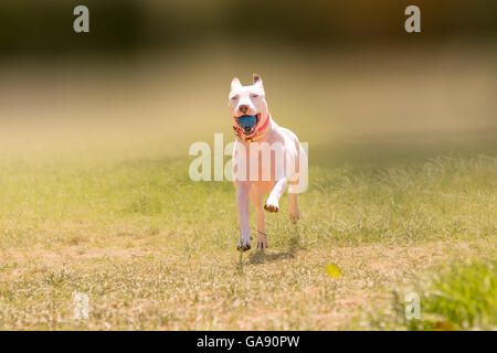 Happy American pit bull terrier dog running at a park. Stock Photo