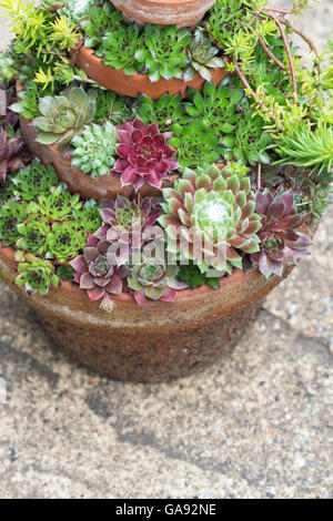 Sempervivum. Houseleeks in flower pots Stock Photo