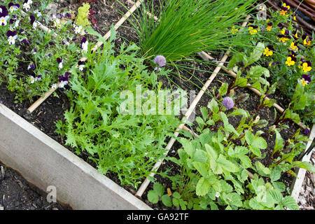 Square foot vegetable garden. Gardening in a raised bed split into square foot plots Stock Photo