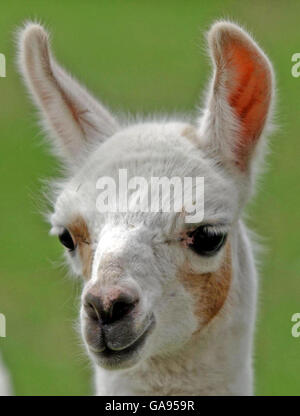 A 2 week-old llama at Sewerby Hall and Country Park near Bridlington, East Yorkshire.