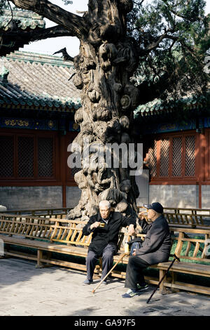 Beijing, China - October 23, 2015: Two elderly Chinese gentleman drinking tea and relaxing in The Temple of Confucius at Beijing Stock Photo