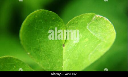 clover leaf love heart Stock Photo