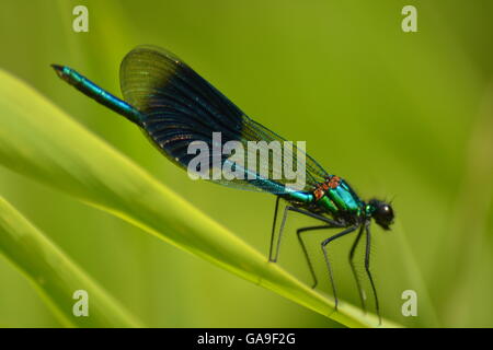 damouselle fly resting Stock Photo