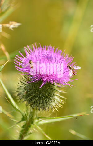 thistle with insect Stock Photo