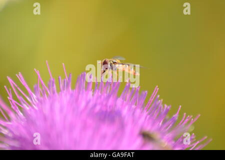 thistle with insect Stock Photo