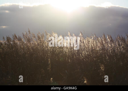 Sun shining over the top of a bank of cloud. Sunlight shines through reeds and grasses. Stock Photo