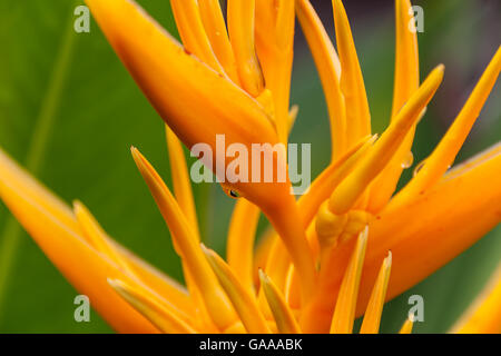 Heliconia Psittacorum, golden torch flower on Borneo,  Malaysia Stock Photo