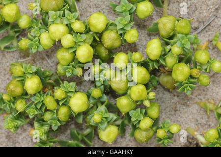 The Green Fruits Of Sea Sandwort Honckenya peploides Stock Photo