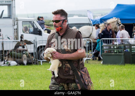 Paul Poutain carries two ferrets at the Padstow Country Fair in Cornwall. Stock Photo
