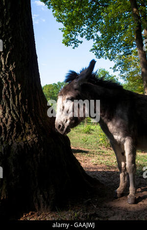 Germany, Troisdorf, North Rhine-Westphalia, donkeys in the Wahner Heath.