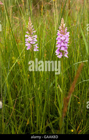 Germany, Troisdorf, North Rhine-Westphalia, Heath Spotted Orchid (lat. dactylorhiza maculata) in the Herfeld bog in the Wahner H