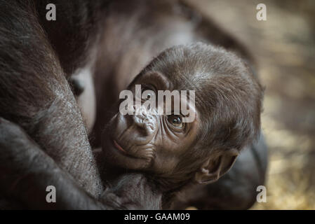 Six-week-old baby of a  Western lowland gorilla Stock Photo
