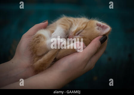 Cute little kitten with eyes closed rests in human hands Stock Photo