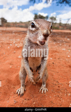 Ground squirrel (Xerus inauris) Kgalagadi Transfrontier Park, Northern Cape, South Africa. Stock Photo