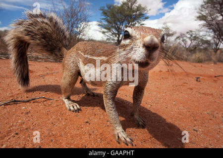 Ground squirrel (Xerus inauris) Kgalagadi Transfrontier Park, Northern Cape, South Africa Stock Photo