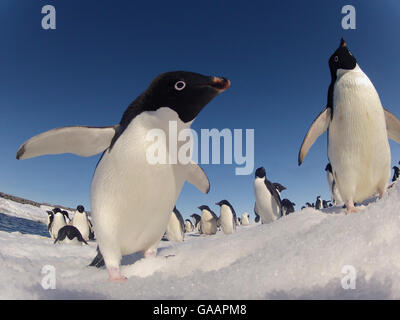 Adelie penguins (Pygoscelis adeliae) wide angle portrait of two with larger group in background, Antarctica. Stock Photo