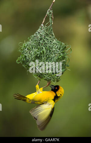 Village weaver bird (Ploceus cucullatus) male building a nest after the rains, Masai-Mara Game Reserve, Kenya. February. Stock Photo