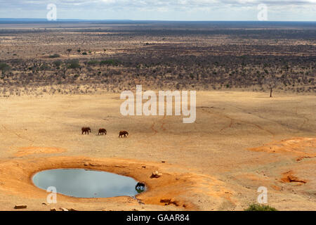 Aerial view of African elephants (Loxodonta africana) and African buffalo (Syncerus caffer) at a water hole during the dry season, Tsavo East National Park, Kenya. October. Stock Photo