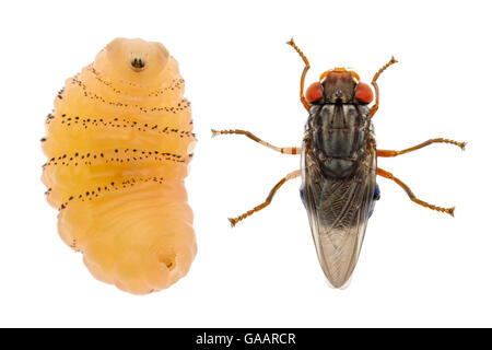 Human botfly (Dermatobia hominis), adult and larva. Cayo District, Belize. Composite image. Meetyourneighbours.net project Stock Photo