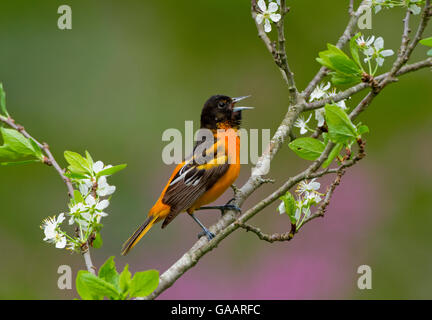 Baltimore oriole (Icterus galbula) male singing in spring, perched on Pear blossom  (Pyrus sp.) flowers, New York, USA May. Stock Photo