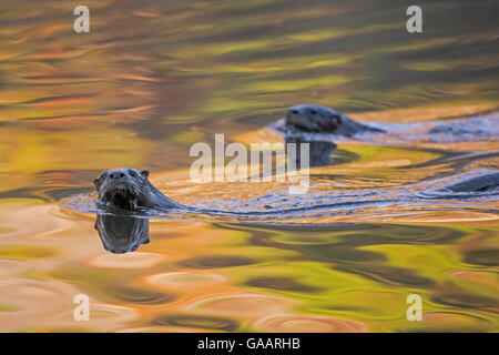 North American River Otter (Lontra canadensis) two swimming near the surface with autumn leaves reflected in water,  Acadia National Park, Maine, USA, October. Stock Photo