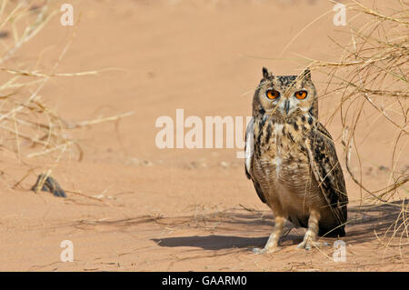 Pharaoh eagle owl (Bubo ascalaphus) on sand, Morocco, March. Stock Photo