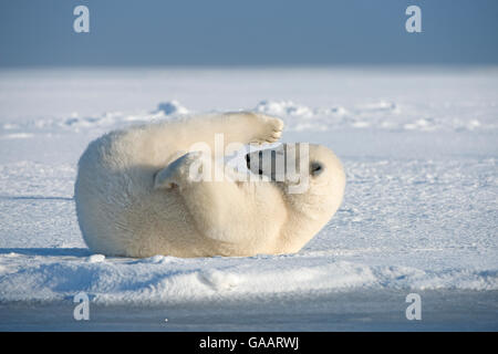 Polar bear (Ursus maritimus) young bear rolling around in the snow, on newly formed pack ice during autumn freeze up, Beaufort Sea, off Arctic coast, Alaska Stock Photo