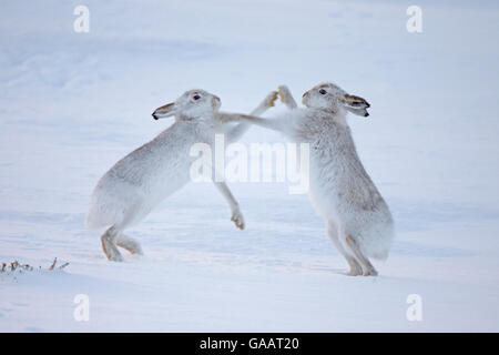 Mountain hares (Lepus timidus) boxing in snow, Scotland, UK, December. Stock Photo