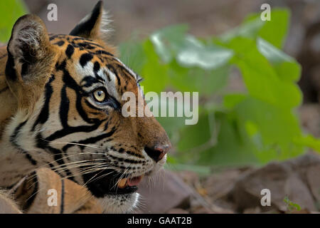 Bengal tiger (Panthera tigris) head profile portrait, Ranthambhore National Park, India. Endangered species. Stock Photo