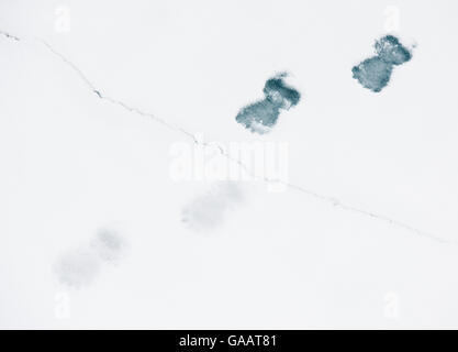 Polar bear (Ursus maritimus) footprints in snow, on cracked ice, Svalbard, Norway, September. Stock Photo