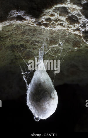 Egg sac of European Cave Spider (Meta menardi) suspended from roof of limestone cave. Plitvice Lakes National Park, Croatia. January. Stock Photo