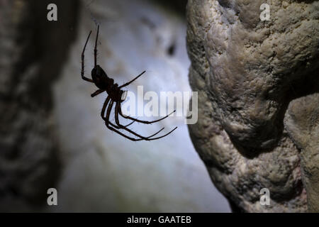 European Cave Spider (Meta menardi) in limestone cave. Plitvice Lakes National Park, Croatia. January. Stock Photo