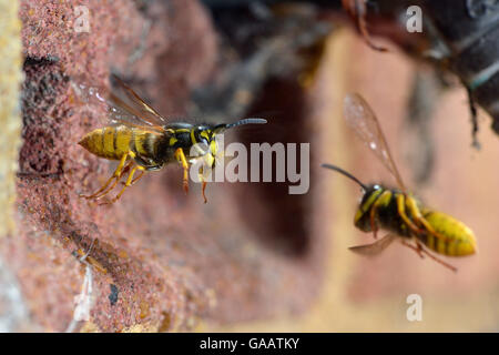 German wasp (Vespula germanica) worker carrying rubbish, flying out of nest in air brick, Hertfordshire, England, UK.  July Stock Photo