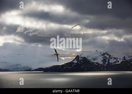 Wandering albatross (Diomedea exulans) flying off coast of South Georgia Island. Stock Photo