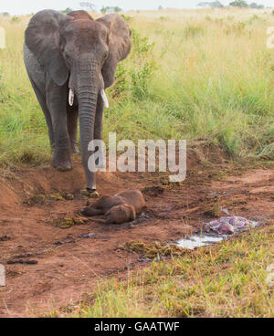 African elephant (Loxodonta africana) mother standing grieving over stillborn baby.  Tarangire National Park, Tanzania. Stock Photo