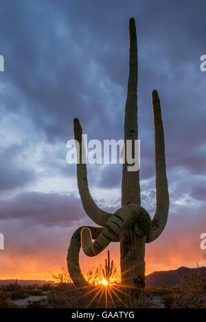 Frost damaged Saguaro cactus (Carnegiea gigantea)  with sunset light shining through limbs. South Maricopa Mountains Wilderness, Arizona, USA, March 2015. Stock Photo