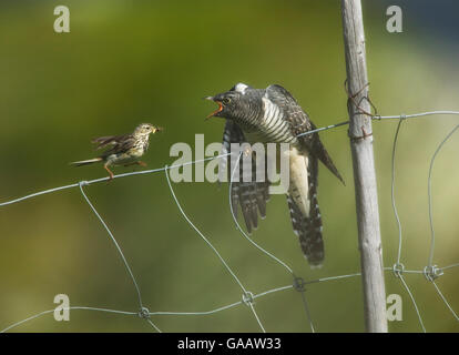 Meadow pipit (Anthus pratensis) feeding young Eurasian cuckoo (Cuculus canorus), Valdres, Norway, July. Stock Photo