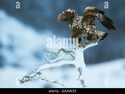 White-tailed eagle (Haeliaeetus albicilla) perched on snowy snag with wings raised, Flatanger, Norway, January. Stock Photo